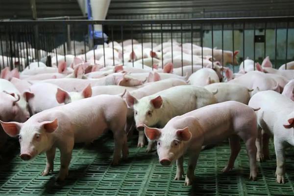 养猪几个月可以出栏，一般只需要6-8个月