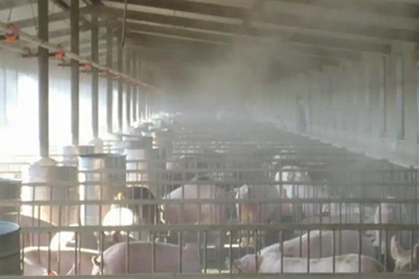 养猪几个月可以出栏，一般只需要6-8个月