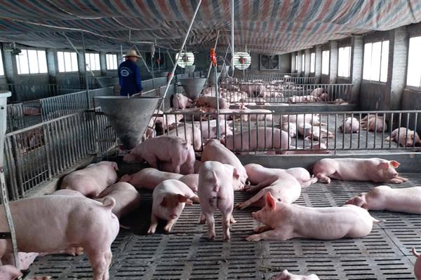 养猪几个月可以出栏，一般只需要6-8个月