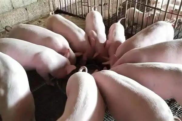 养猪几个月可以出栏，一般只需要6-8个月