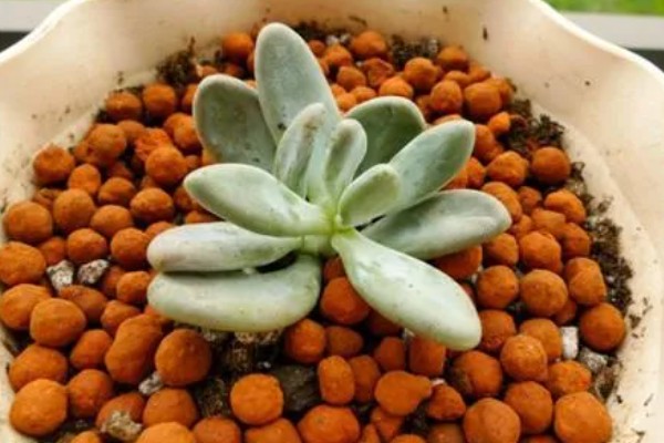 星美人叶子干瘪怎么处理，可更换盆土