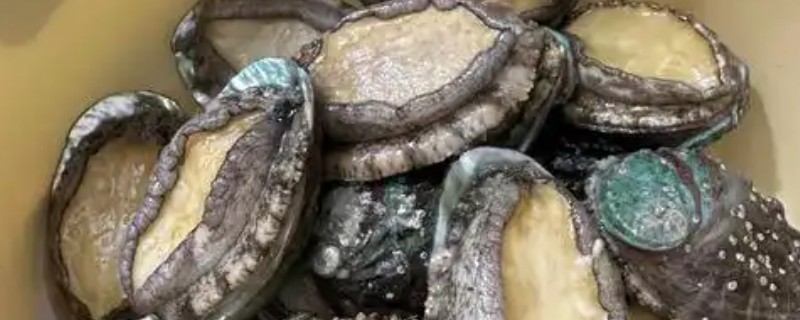 鲍鱼是不是海鲜，属于名贵的海珍品