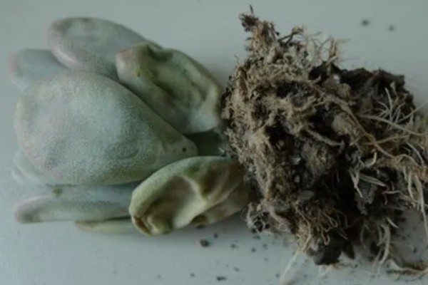 星美人叶子干瘪怎么处理，可更换盆土