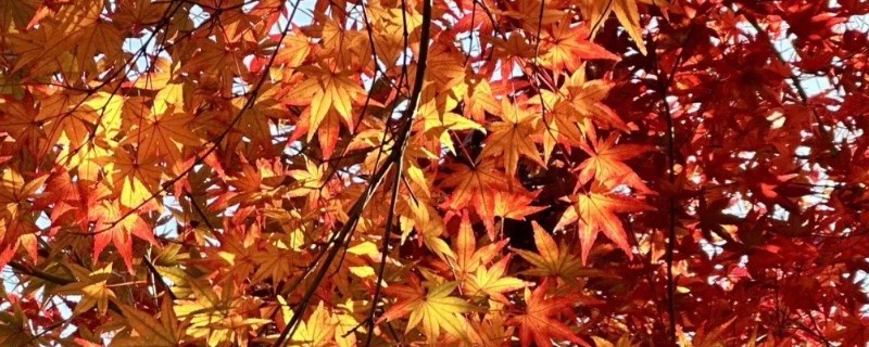 天桂山红叶在什么时候红,在9月份开始变红