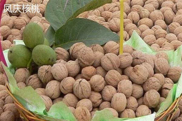 中国的核桃之乡，是指永德、凤庆等