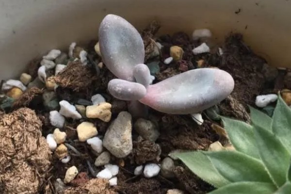 星美人叶子干瘪怎么处理，可更换盆土