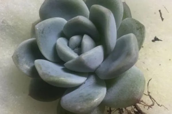 星美人叶子干瘪怎么处理，可更换盆土