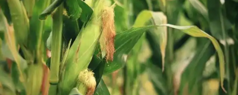 秋玉米在什么时候收获，可以在10月份收获