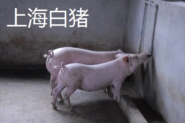 白猪有哪些品种，有上海白猪、汉中白猪等