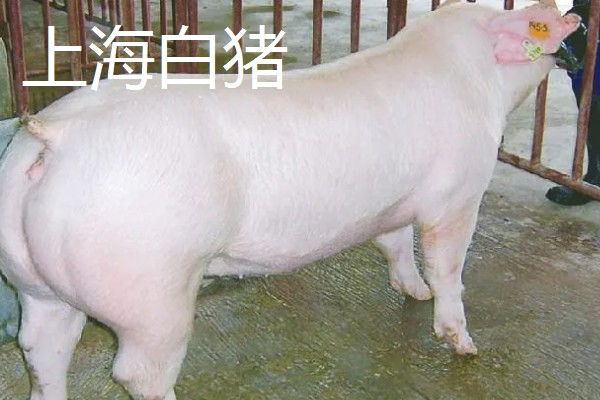 白猪有哪些品种，有上海白猪、汉中白猪等
