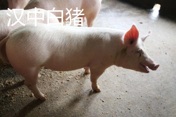 白猪有哪些品种，有上海白猪、汉中白猪等