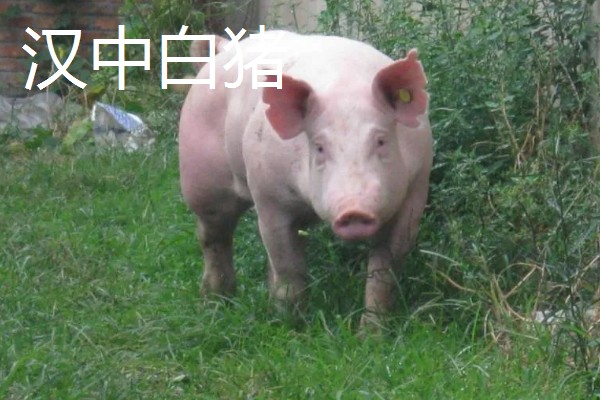 白猪有哪些品种，有上海白猪、汉中白猪等