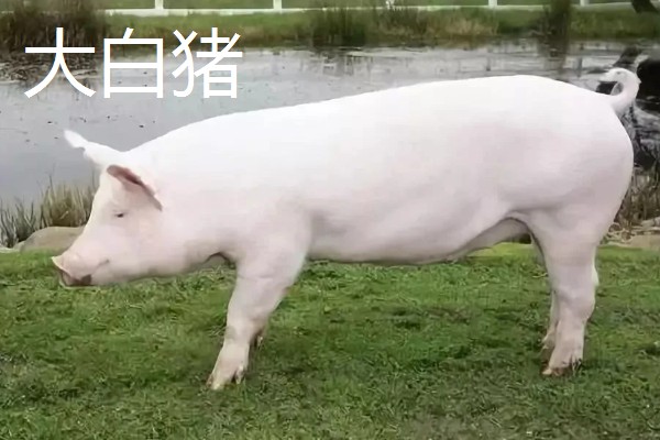 白猪有哪些品种，有上海白猪、汉中白猪等
