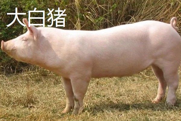 白猪有哪些品种，有上海白猪、汉中白猪等