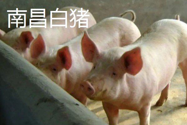 白猪有哪些品种，有上海白猪、汉中白猪等
