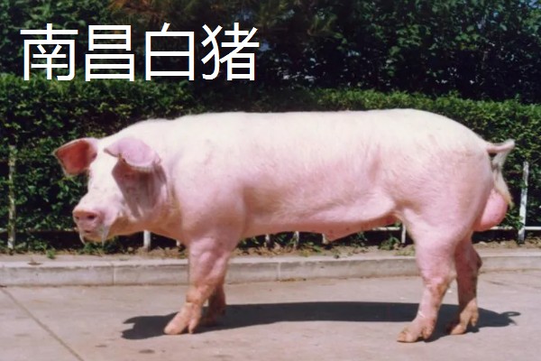 白猪有哪些品种，有上海白猪、汉中白猪等