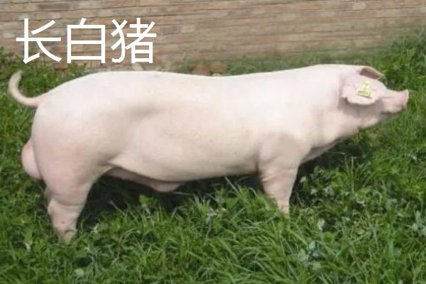 白猪有哪些品种，有上海白猪、汉中白猪等