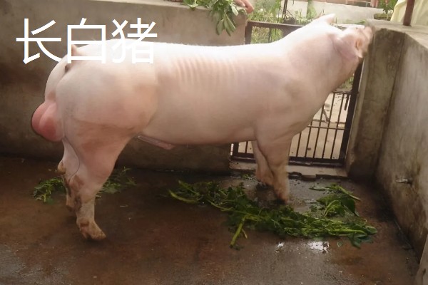 白猪有哪些品种，有上海白猪、汉中白猪等