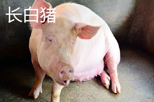 白猪有哪些品种，有上海白猪、汉中白猪等