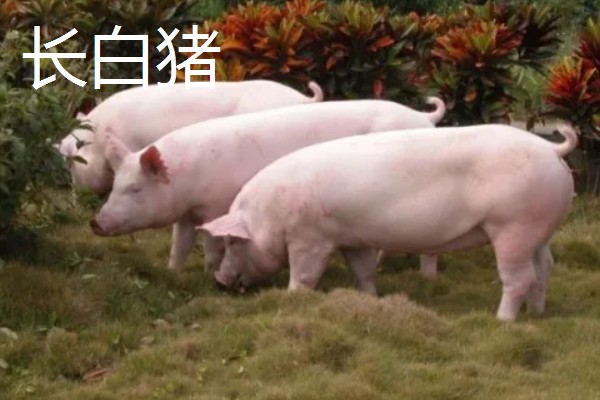 白猪有哪些品种，有上海白猪、汉中白猪等
