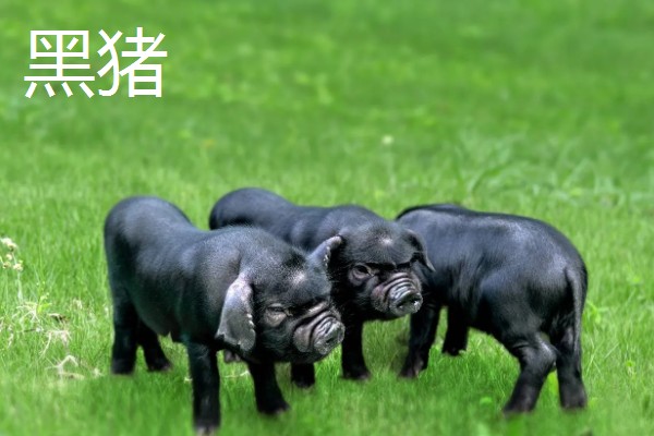 白猪有哪些品种，有上海白猪、汉中白猪等