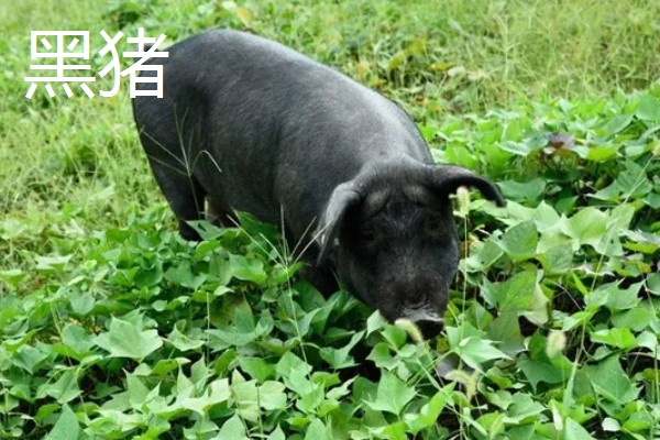 白猪有哪些品种，有上海白猪、汉中白猪等