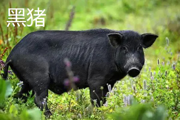 白猪有哪些品种，有上海白猪、汉中白猪等