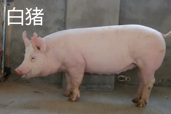 白猪有哪些品种，有上海白猪、汉中白猪等