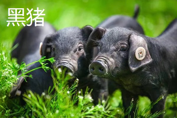 白猪有哪些品种，有上海白猪、汉中白猪等
