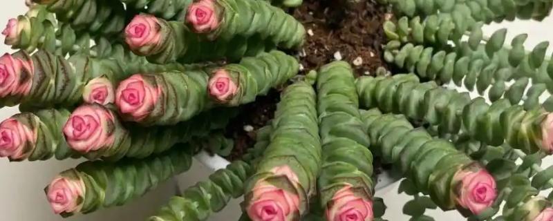 钱串子叶子发黄干枯的原因，可能是强光照射造成的