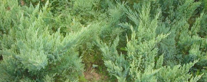 铺地柏的养殖方法，只在春天和秋天施肥即可