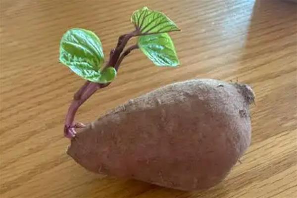 红薯发芽了还能不能吃，芽去掉是可以吃的
