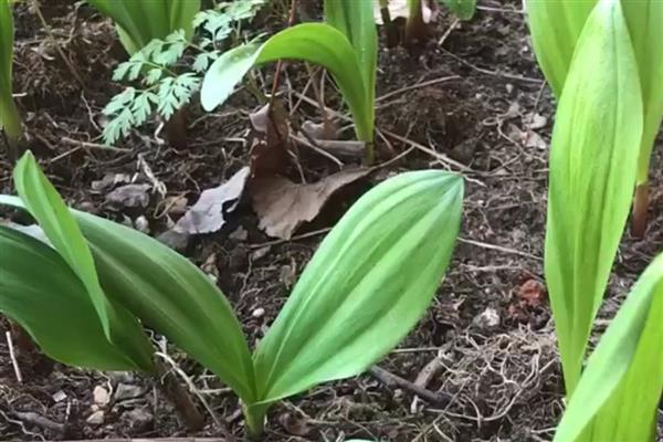 冬天可以种植茖葱吗，不宜在冬天种植