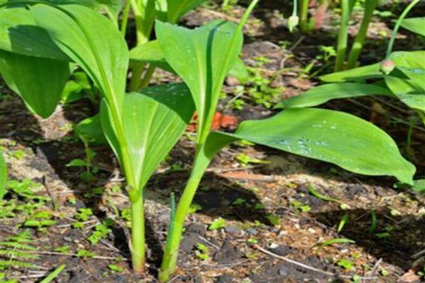 冬天可以种植茖葱吗，不宜在冬天种植
