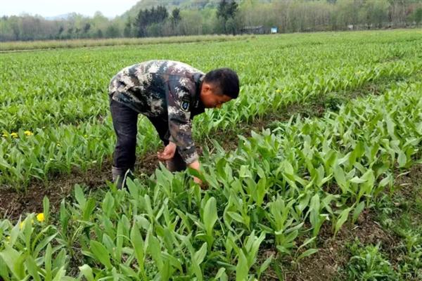 冬天可以种植茖葱吗，不宜在冬天种植
