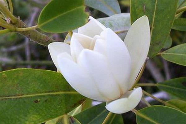 木兰叶子发黄如何处理，需及时遮荫处理