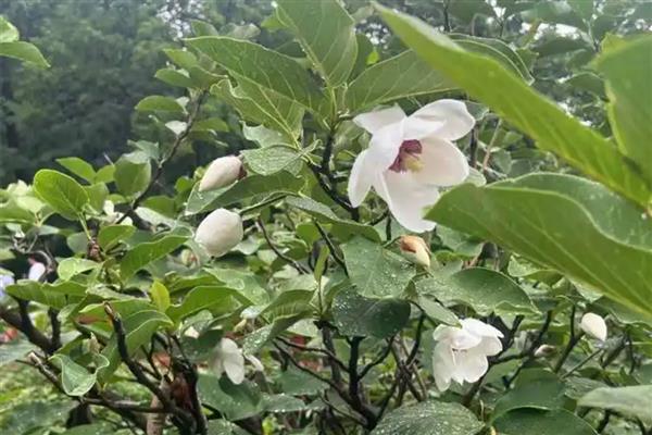 木兰叶子发黄如何处理，需及时遮荫处理