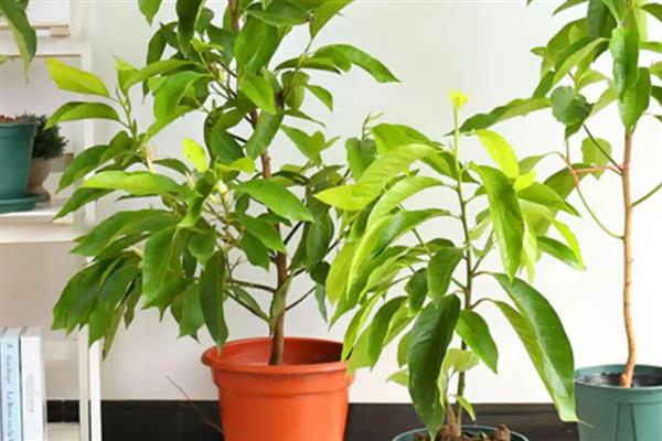 木兰叶子发黄如何处理，需及时遮荫处理