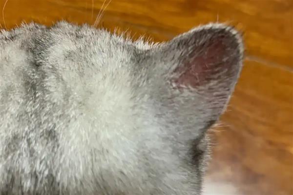猫咪耳朵掉毛的原因，可能是打架受伤引起的