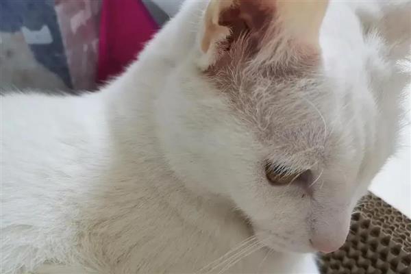猫咪耳朵掉毛的原因，可能是打架受伤引起的