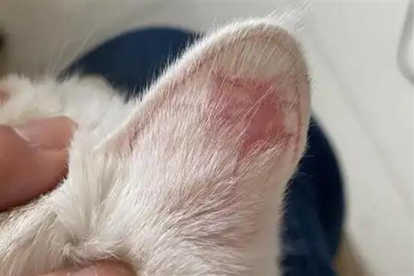 猫咪耳朵掉毛的原因，可能是打架受伤引起的