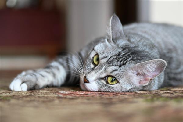 猫咪耳朵掉毛的原因，可能是打架受伤引起的