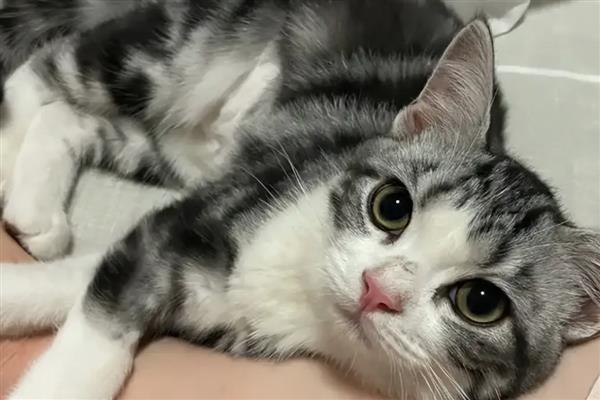 猫咪耳朵掉毛的原因，可能是打架受伤引起的