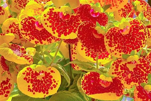 荷包花的特征，花的颜色也比较多