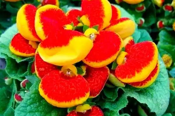 荷包花的特征，花的颜色也比较多