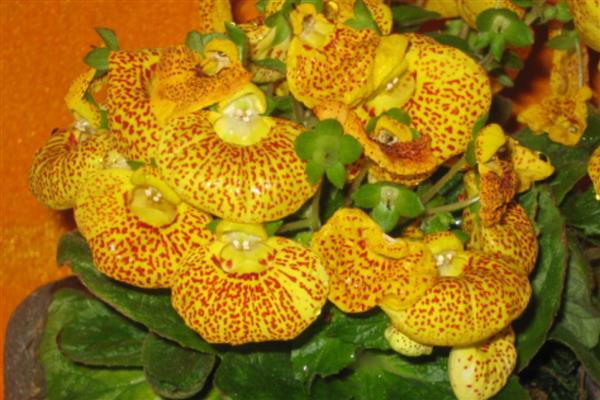 荷包花的特征，花的颜色也比较多