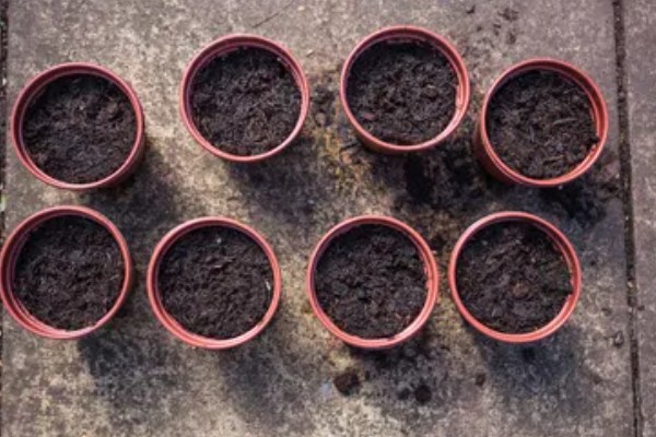 阳台茴香的种植方法，可冬播也可春播