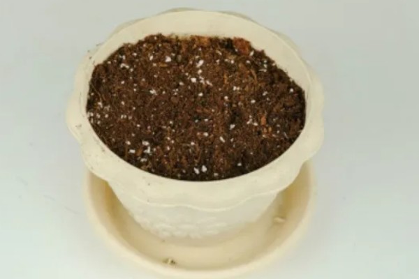 阳台茴香的种植方法，可冬播也可春播