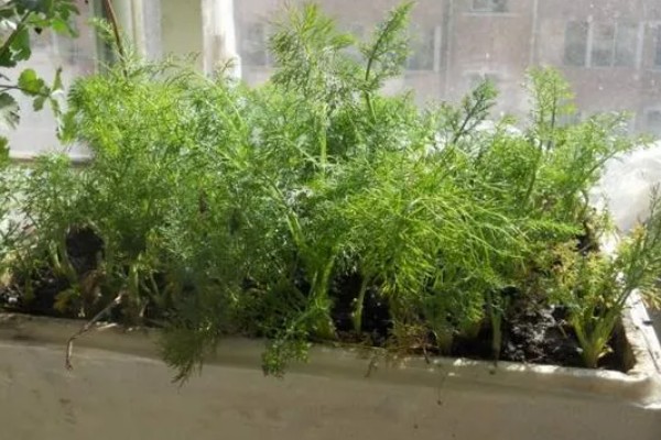阳台茴香的种植方法，可冬播也可春播