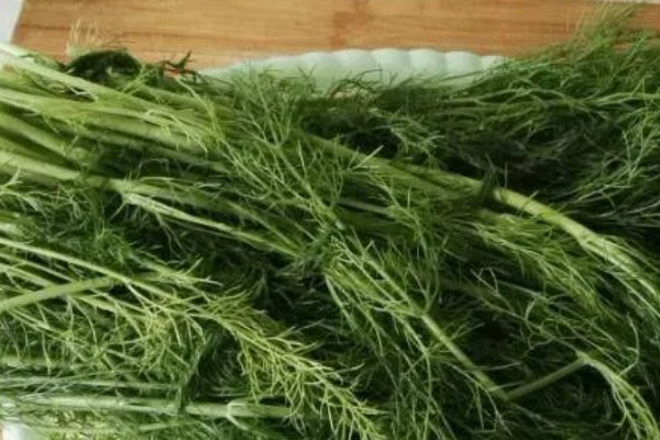 阳台茴香的种植方法，可冬播也可春播